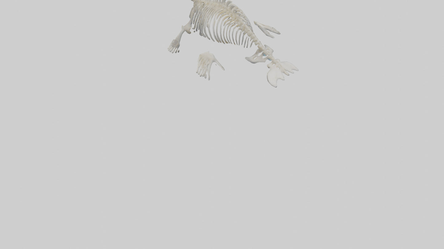Seal Pup Skeleton model 3D model