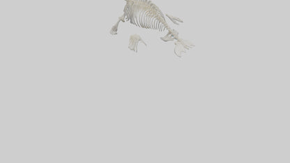 Seal Pup Skeleton model 3D model