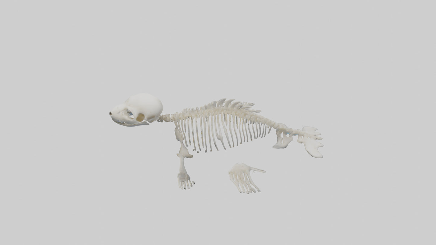 Seal Pup Skeleton model 3D model