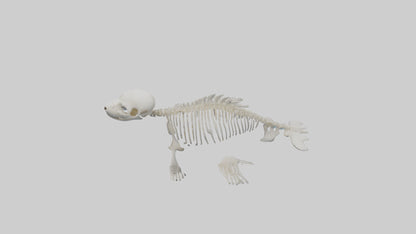 Seal Pup Skeleton model 3D model