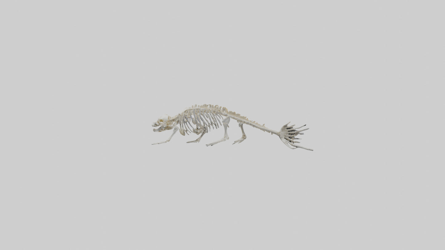 Seal Skeleton model 3D model