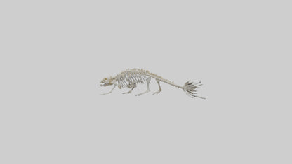 Seal Skeleton model 3D model