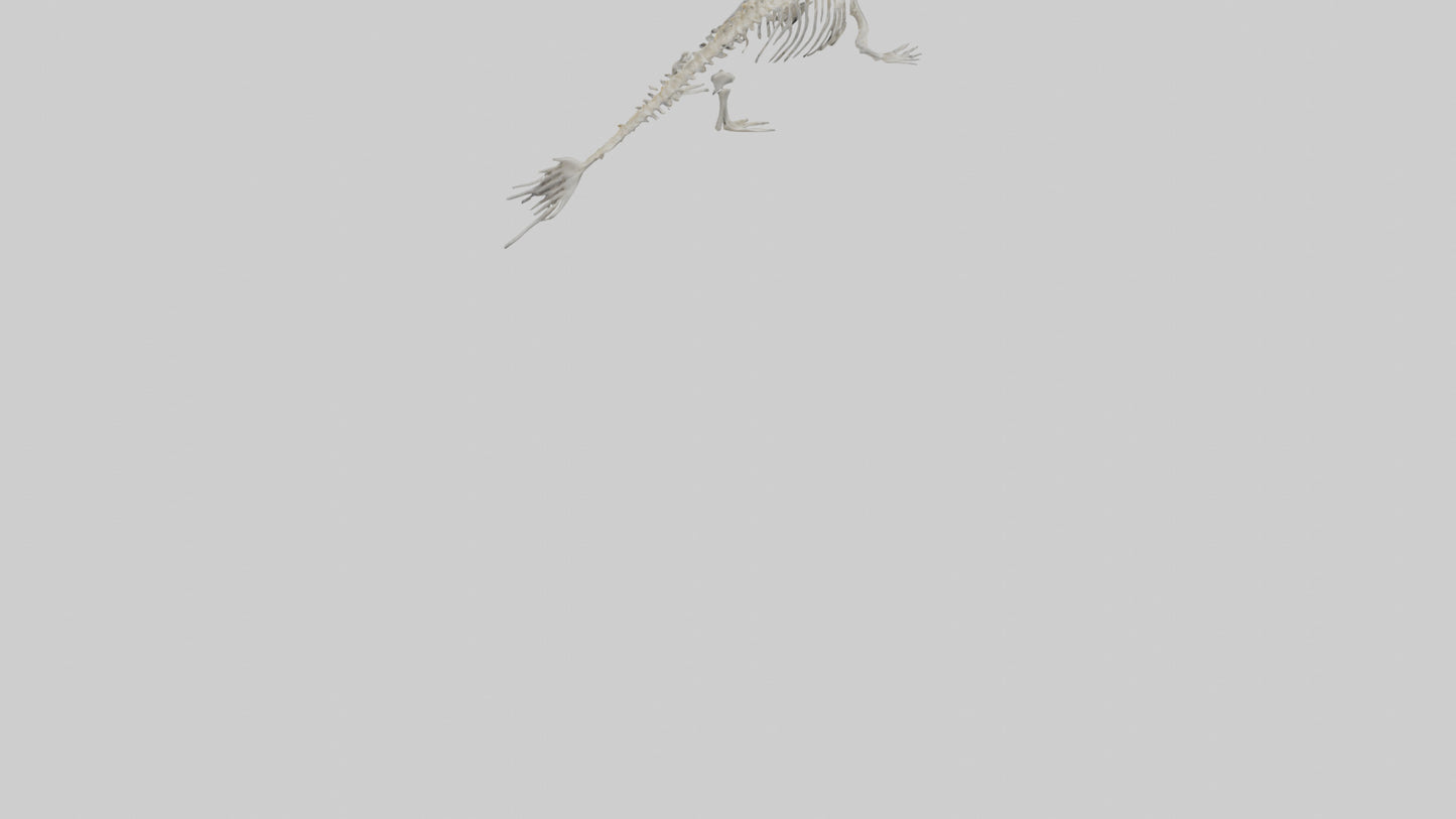 Seal Skeleton model 3D model