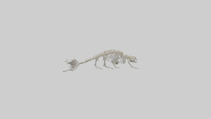 Seal Skeleton model 3D model