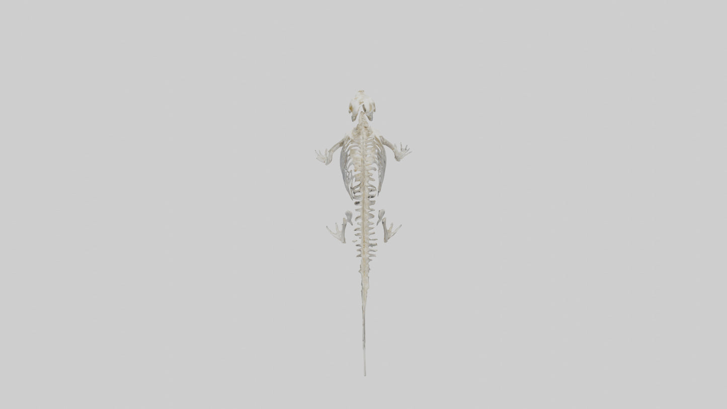 Seal Skeleton model 3D model