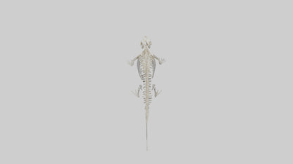 Seal Skeleton model 3D model