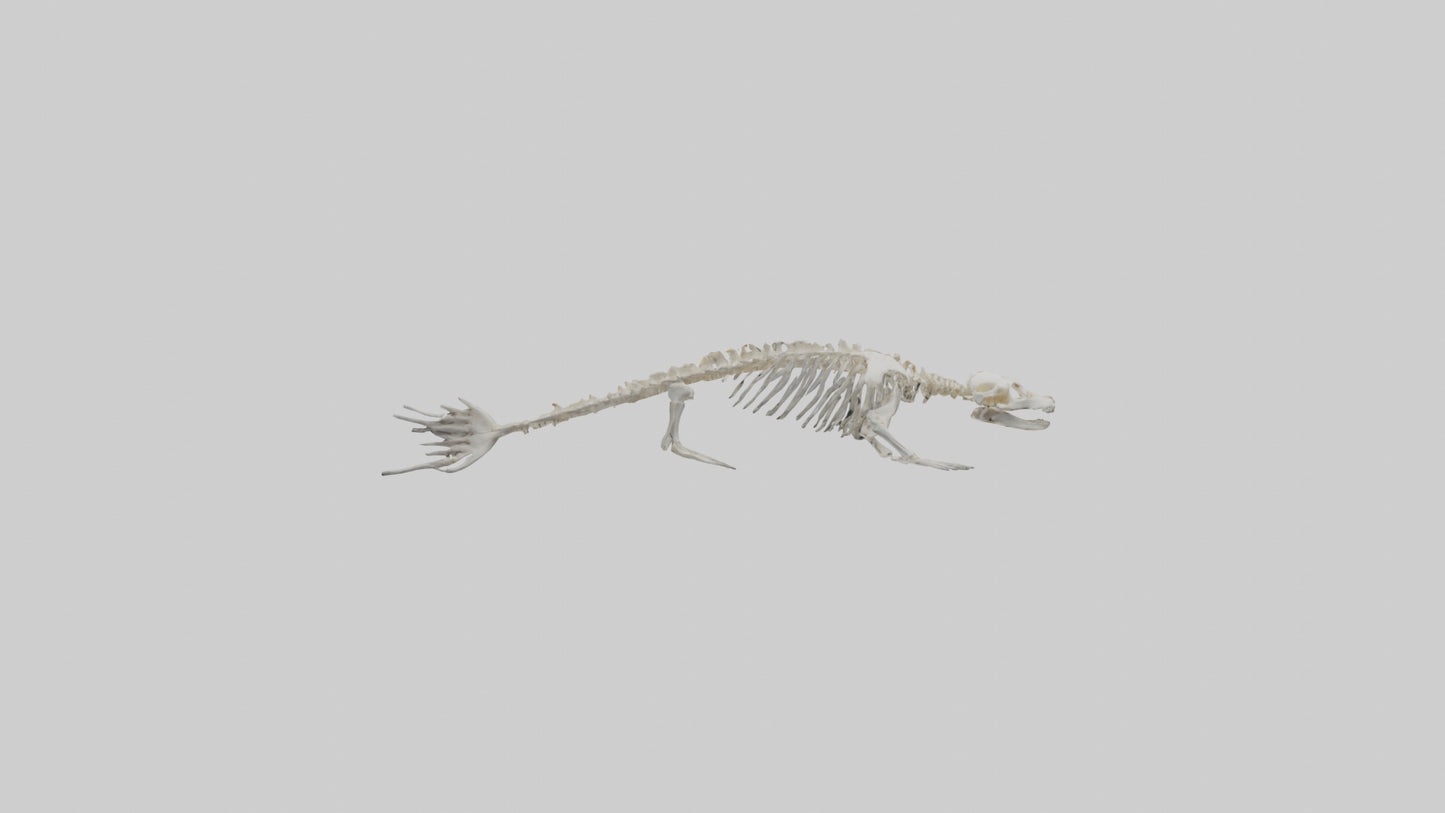 Seal Skeleton model 3D model