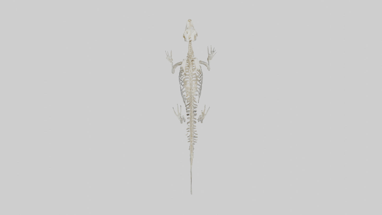 Seal Skeleton model 3D model