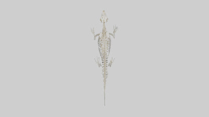 Seal Skeleton model 3D model
