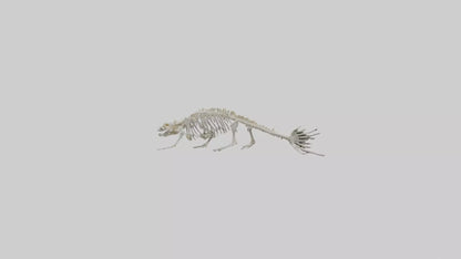 Seal Skeleton model 3D model