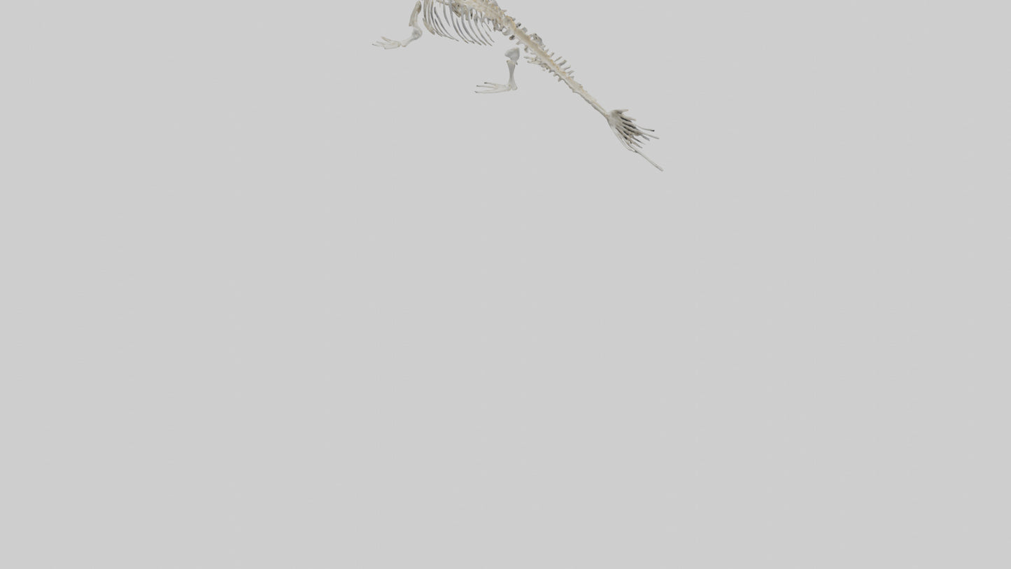 Seal Skeleton model 3D model