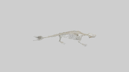 Seal Skeleton model 3D model