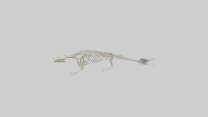 Seal Skeleton model 3D model