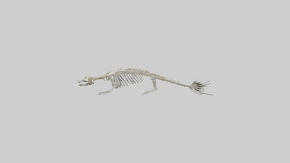 Seal Skeleton model 3D model