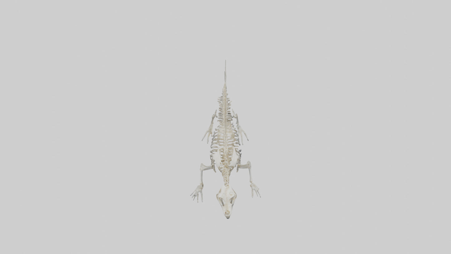Seal Skeleton model 3D model