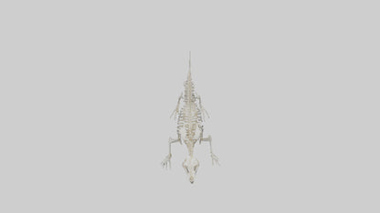 Seal Skeleton model 3D model
