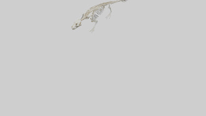 Seal Skeleton model 3D model