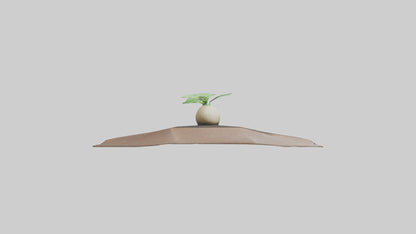Seed Germination Sculpture model 3D model