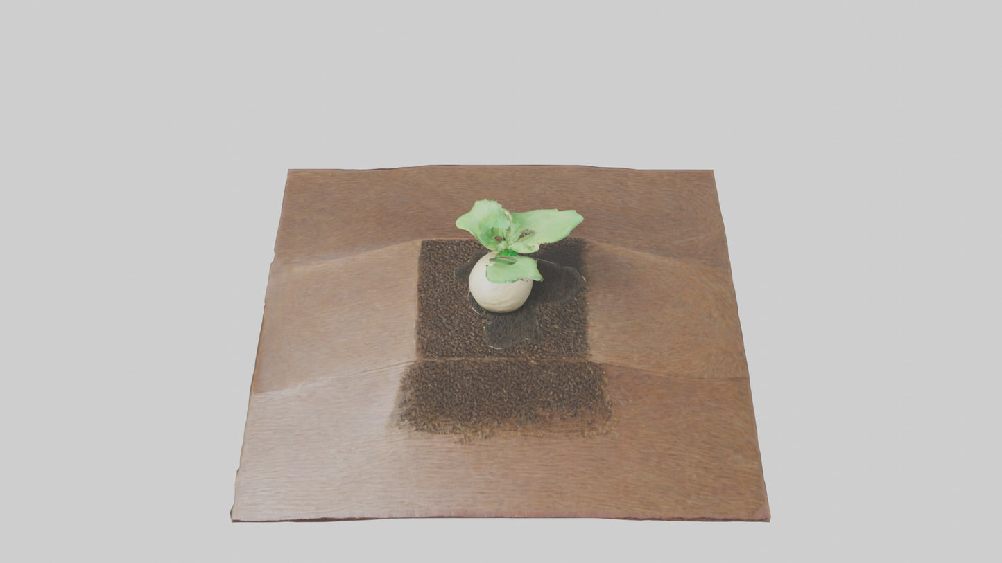 Seed Germination Sculpture model 3D model
