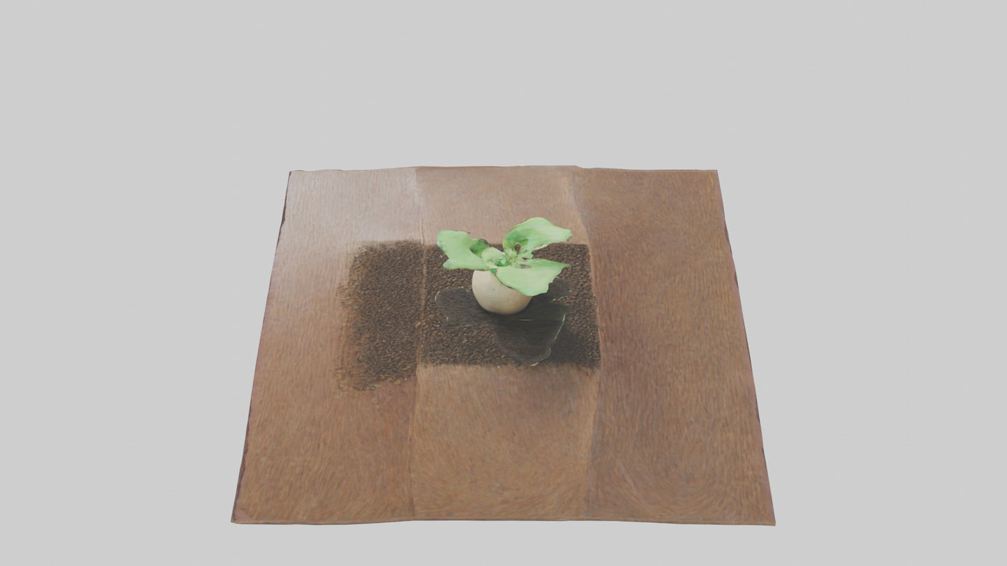 Seed Germination Sculpture model 3D model