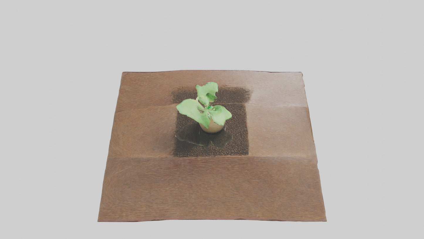 Seed Germination Sculpture model 3D model