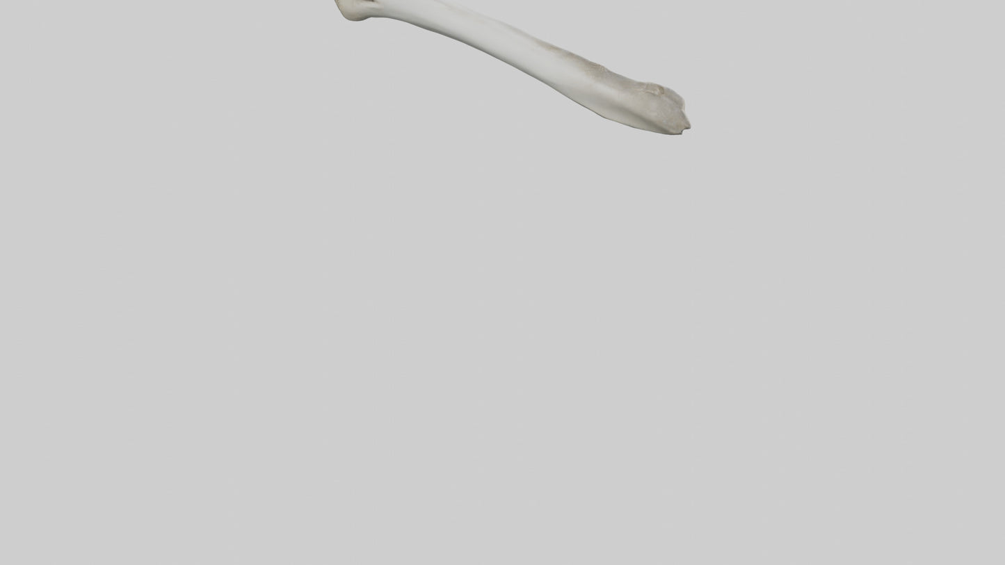 Shark Femur 3D model