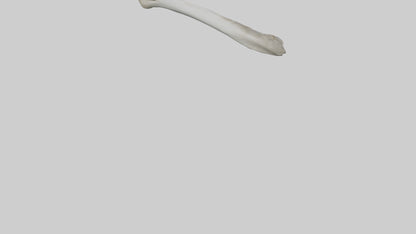 Shark Femur 3D model
