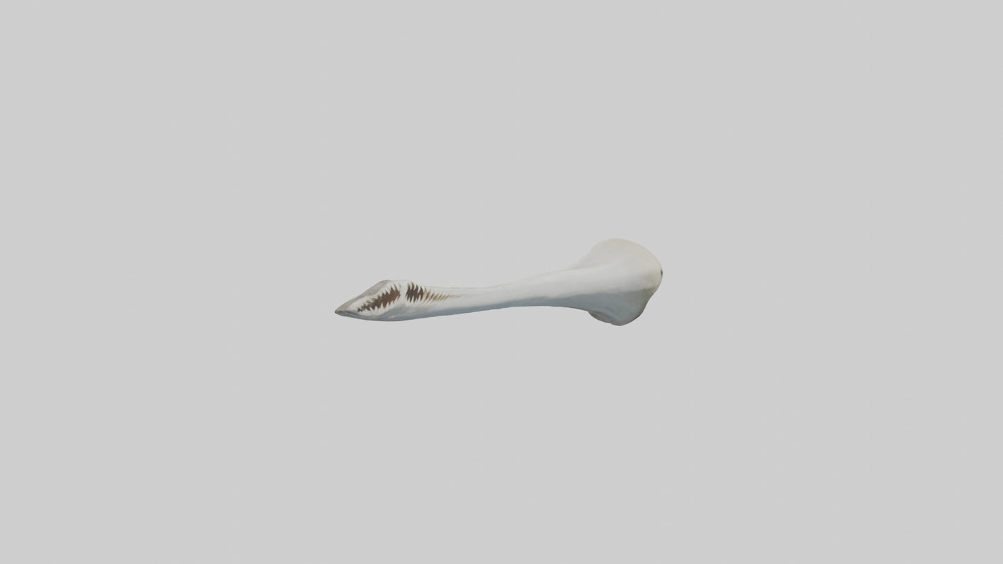 Shark Femur 3D model