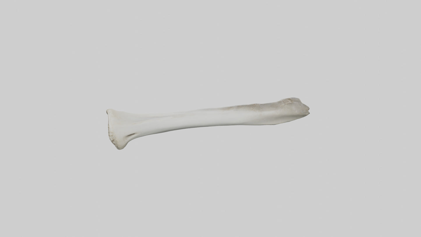 Shark Femur 3D model