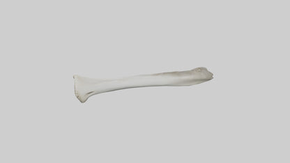 Shark Femur 3D model