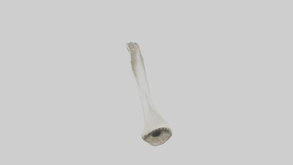 Shark Femur 3D model