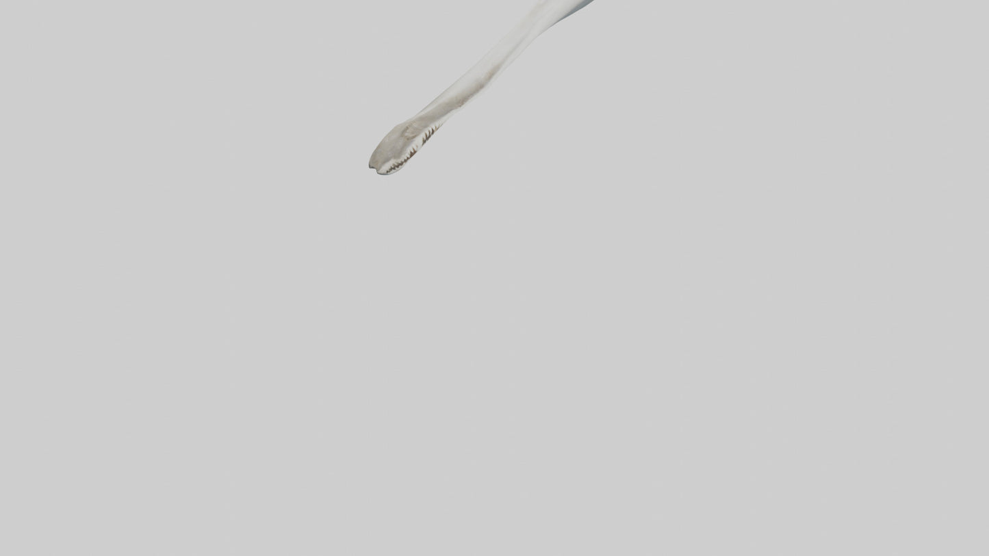 Shark Femur 3D model