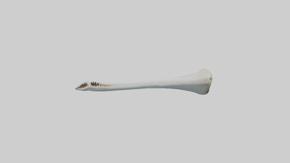 Shark Femur 3D model