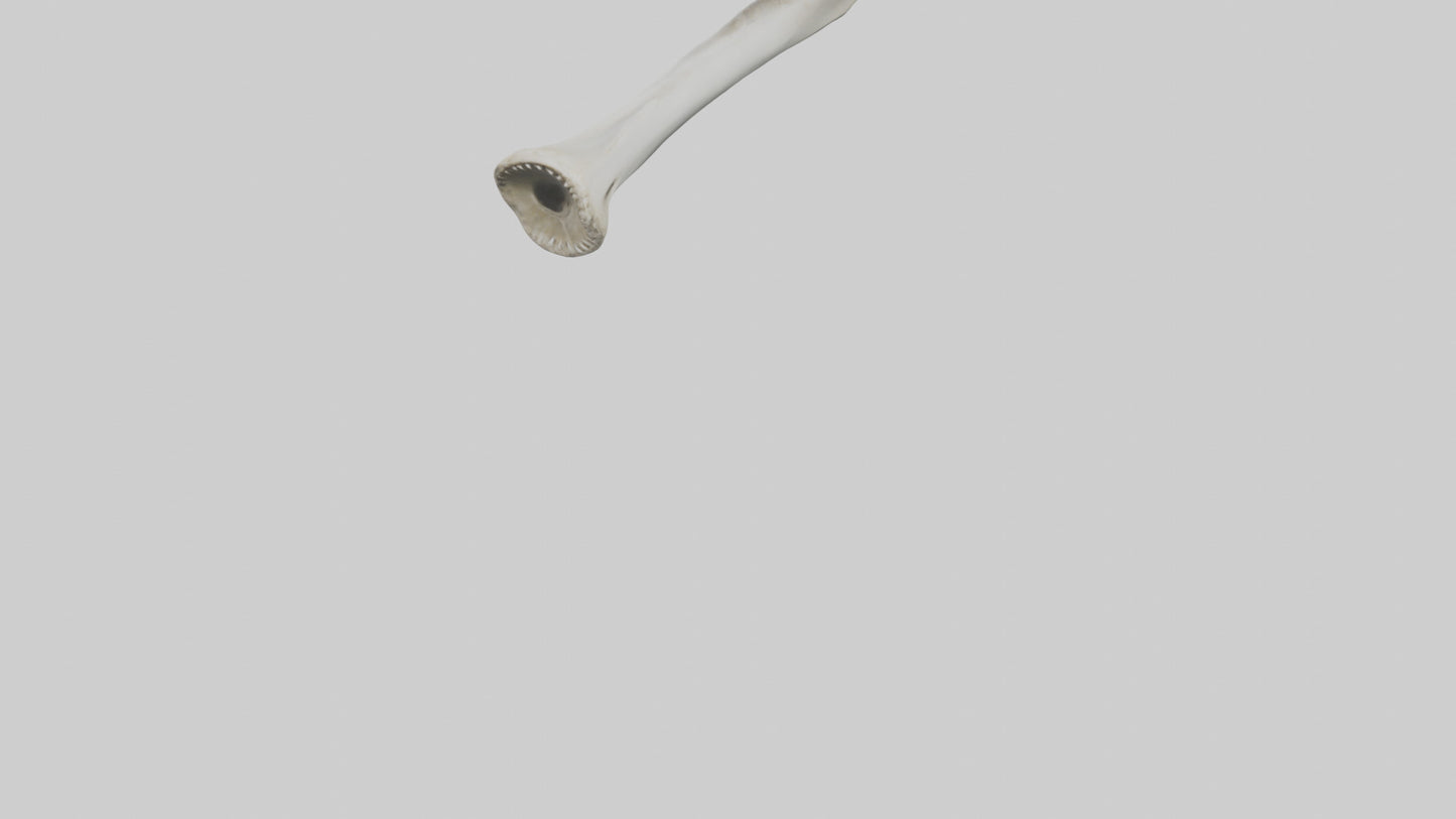 Shark Femur 3D model