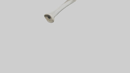 Shark Femur 3D model