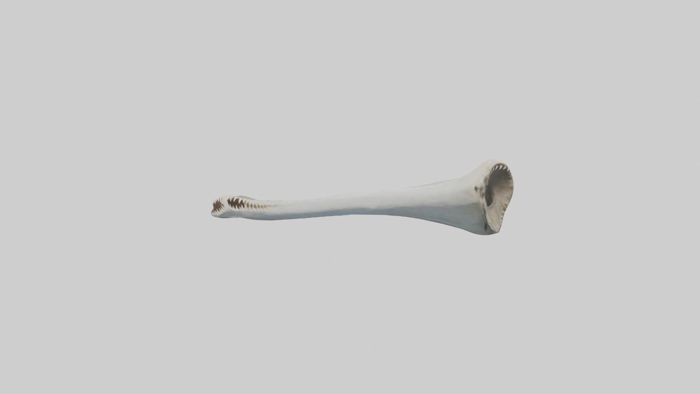Shark Femur 3D model