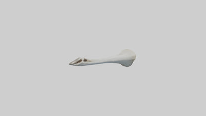 Shark Femur 3D model
