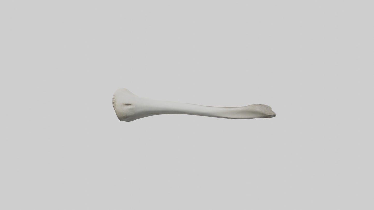Shark Femur 3D model
