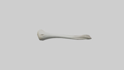 Shark Femur 3D model
