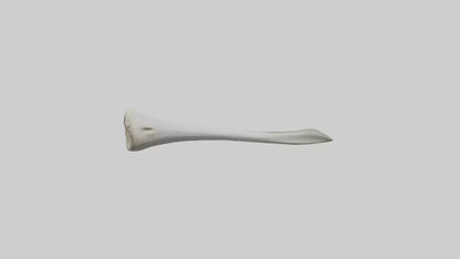 Shark Femur 3D model
