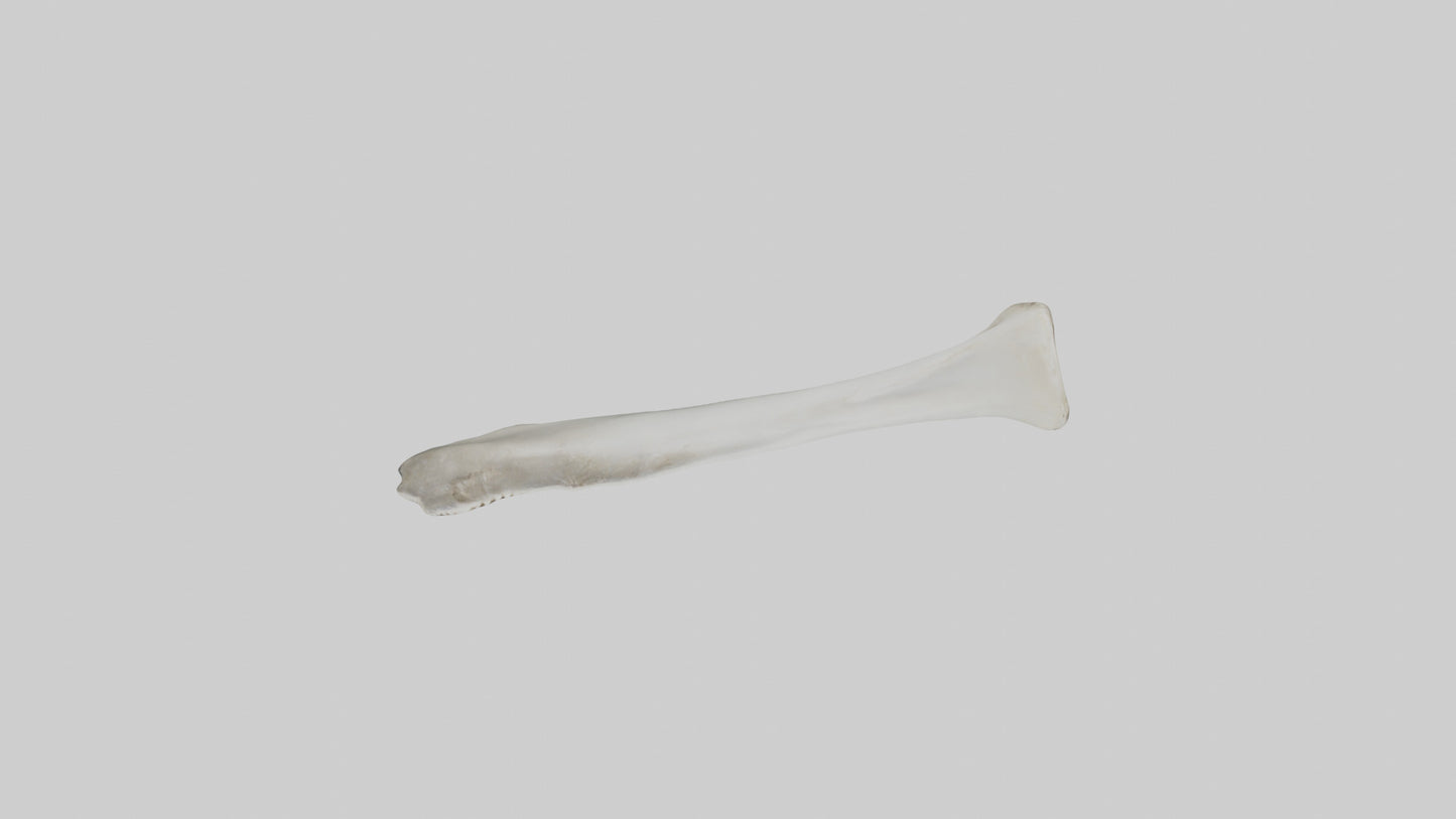 Shark Femur 3D model