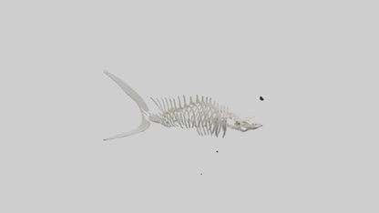 Shark Fin Skeleton model 3D model