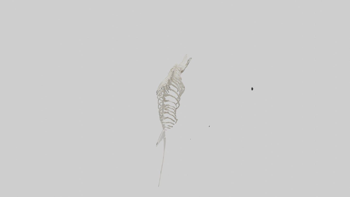 Shark Fin Skeleton model 3D model