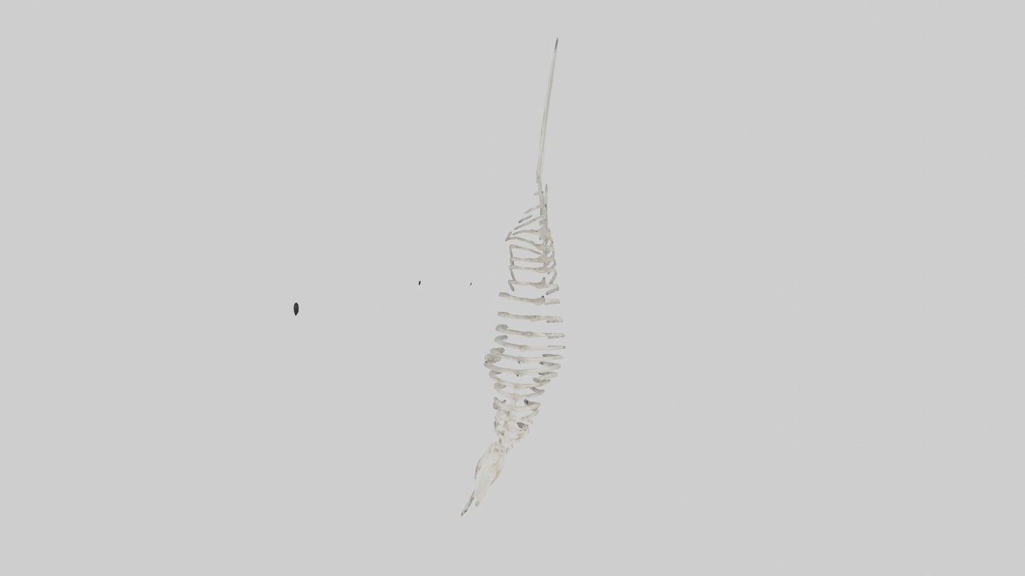 Shark Fin Skeleton model 3D model