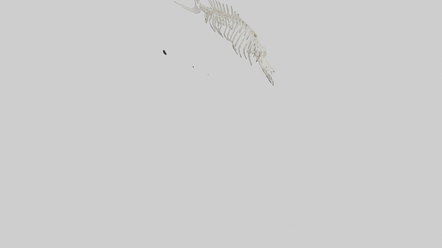 Shark Fin Skeleton model 3D model