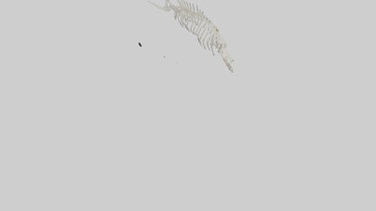 Shark Fin Skeleton model 3D model