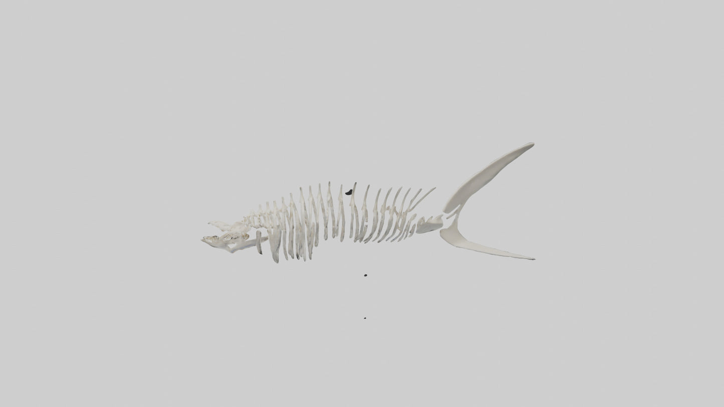 Shark Fin Skeleton model 3D model