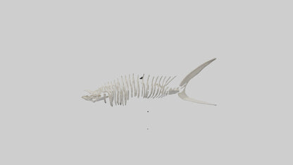 Shark Fin Skeleton model 3D model