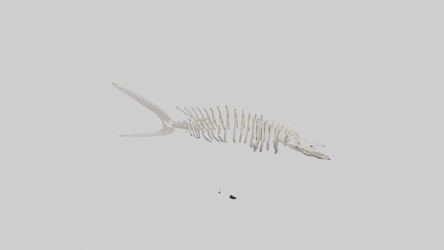 Shark Fin Skeleton model 3D model