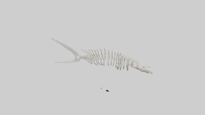 Shark Fin Skeleton model 3D model